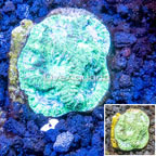 Goniastrea Brain Coral Australia (click for more detail)