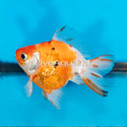 Oranda Ryukin Goldfish (click for more detail)