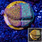 LiveAquaria® Cultured Orange/Gold Psammocora Coral (click for more detail)