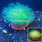 Frogspawn Coral Indonesia (click for more detail)