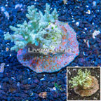 Sinularia Leather Coral Indonesia (click for more detail)