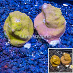 LiveAquaria® Two Pack Cultured Psammacora Coral (click for more detail)