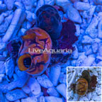 Sea Squirt (click for more detail)