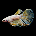 Yellow Roundtail Betta, Male (click for more detail)