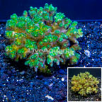 Pocillopora Coral Tonga (click for more detail)