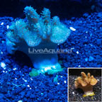 Devil's Hand Leather Coral Indonesia (click for more detail)