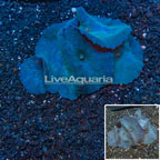 Blue Actinodiscus Mushroom Indonesia (click for more detail)