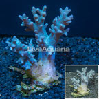 Finger Leather Coral Tonga (click for more detail)