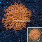 Australia Goniastrea Coral (click for more detail)