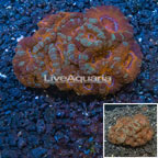 Acan Lord Coral Australia (click for more detail)