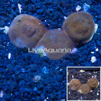 LiveAquaria® XL Cultured Montipora Coral (click for more detail)