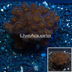 LiveAquaria® XL Cultured Pocillopora Coral (click for more detail)