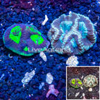 LiveAquaria® Two Pack Cultured Goniastrea Brain Coral (click for more detail)