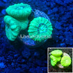 LiveAquaria® Neon Green Caulastrea Coral (click for more detail)