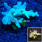 Finger Leather Coral Indonesia (click for more detail)
