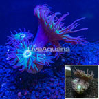 LiveAquaria® Ultra Duncan Coral (click for more detail)