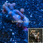 Sinularia Leather Coral Tonga (click for more detail)