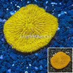 Short Tentacle Plate Coral Indonesia (click for more detail)
