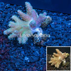 Devil's Hand Leather Coral Indonesia (click for more detail)