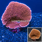Montipora Coral Indonesia (click for more detail)