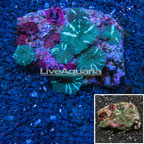 Actinodiscus Mushrooms Indonesia (click for more detail)