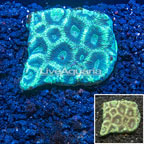 Goniastrea Coral Australia (click for more detail)