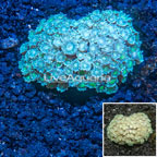 Goniopora Coral Vietnam (click for more detail)