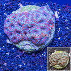 Acan Lord Coral Indonesia (click for more detail)