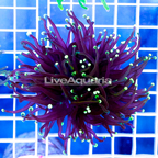 USA Cultured Torch Coral (click for more detail)