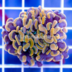 USA Cultured Gold Hammer Coral (click for more detail)