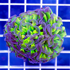 USA Cultured Ultra Hammer Coral (click for more detail)