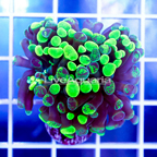 USA Cultured Branching Hammer Coral (click for more detail)