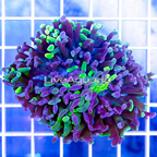USA Cultured Branching Hammer Coral (click for more detail)