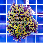 USA Cultured Branching Hammer Coral (click for more detail)