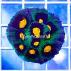 USA Cultured Ultra Chalice Coral (click for more detail)