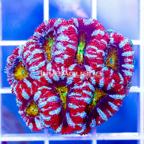 USA Cultured Ultra Acan Lord Coral (click for more detail)