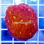 USA Cultured Chalice Coral (click for more detail)