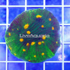 USA Cultured Chalice Coral (click for more detail)