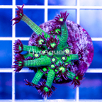 USA Cultured Glitter Bomb Goniopora Coral (click for more detail)