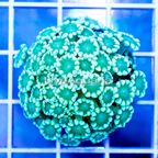 USA Cultured Alveopora Coral (click for more detail)