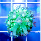 USA Cultured Goniopora Coral (click for more detail)