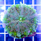 USA Cultured Bounce Mushroom (click for more detail)