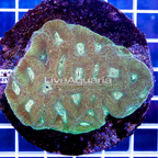 Favia Coral Indonesia (click for more detail)