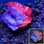 LiveAquaria® Cultured Photosynthetic Plating Blue and Red Sponge (click for more detail)
