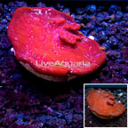 LiveAquaria® Cultured Photosynthetic Plating Red Sponge (click for more detail)