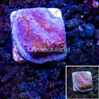 Australia Cultured Ultra Chalice Coral (click for more detail)