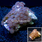 Colony Polyp Rock Zoanthus Indonesia (click for more detail)