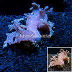 Sinularia Finger Leather Coral Indonesia (click for more detail)