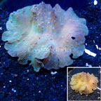 Green Cabbage Leather Coral Vietnam (click for more detail)