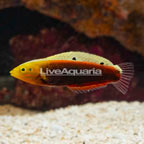 Radiant Wrasse [Expert Only] (click for more detail)